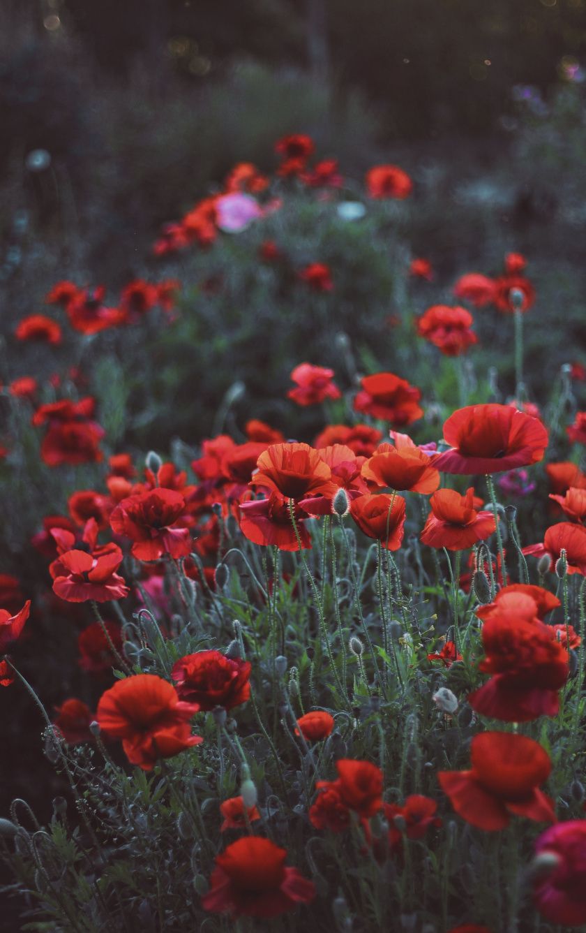 Flower Field iPhone Wallpapers Wallpaper Cave