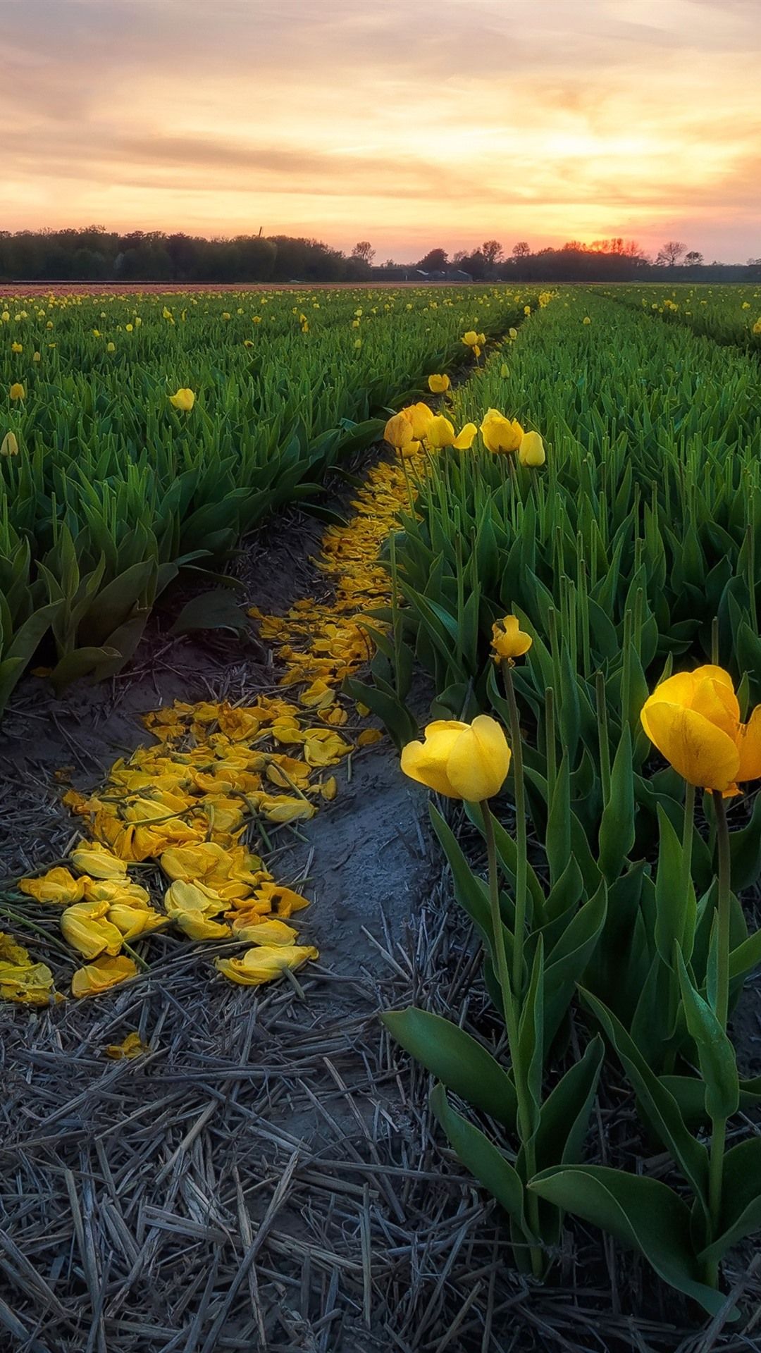 Flower Field iPhone Wallpapers Wallpaper Cave