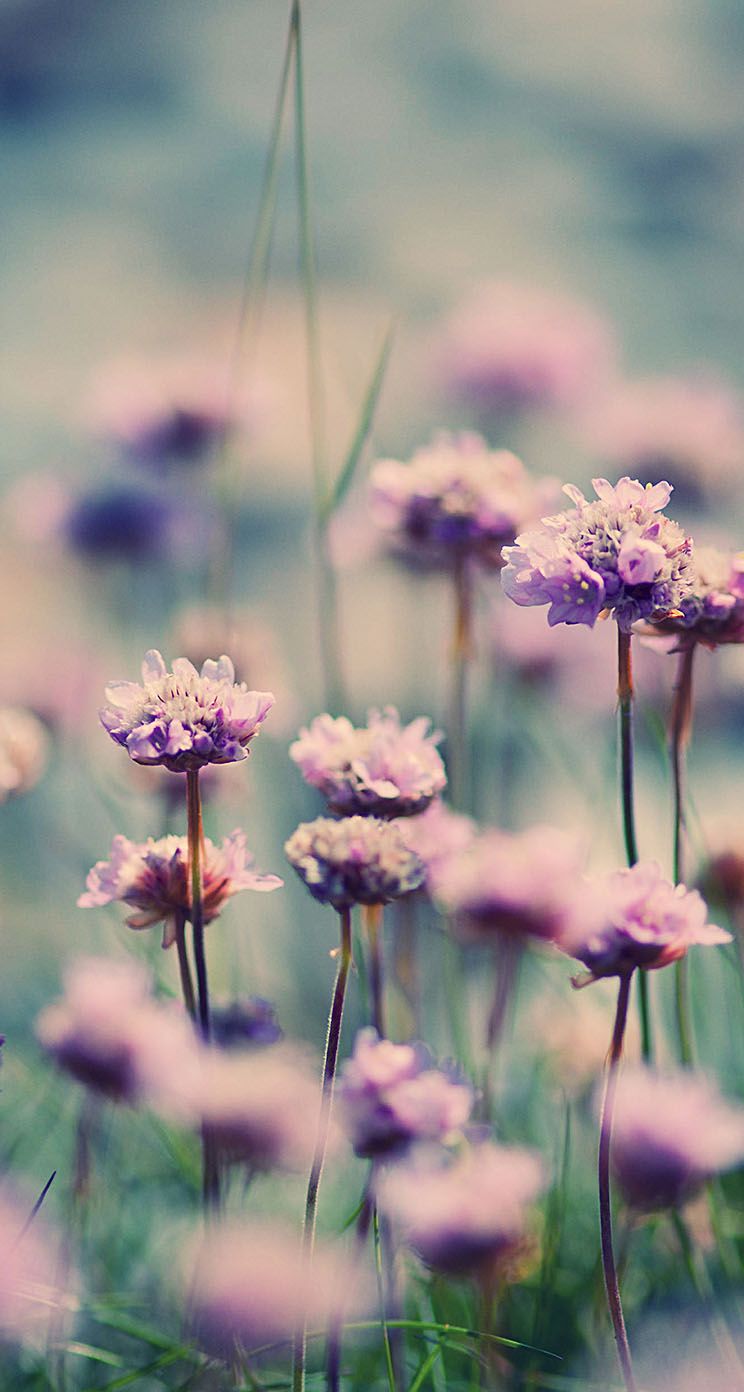 Flower Field iPhone Wallpapers Wallpaper Cave