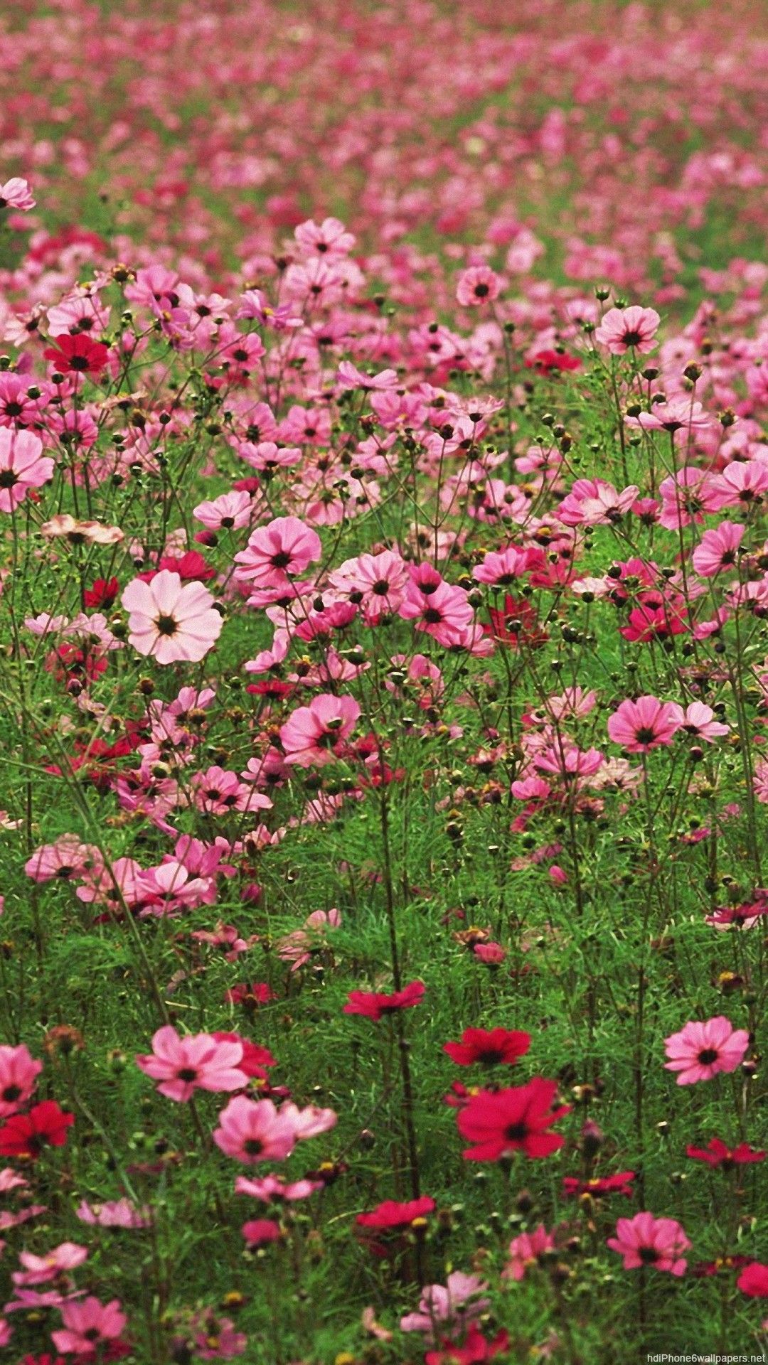 Flower Field iPhone Wallpapers Wallpaper Cave
