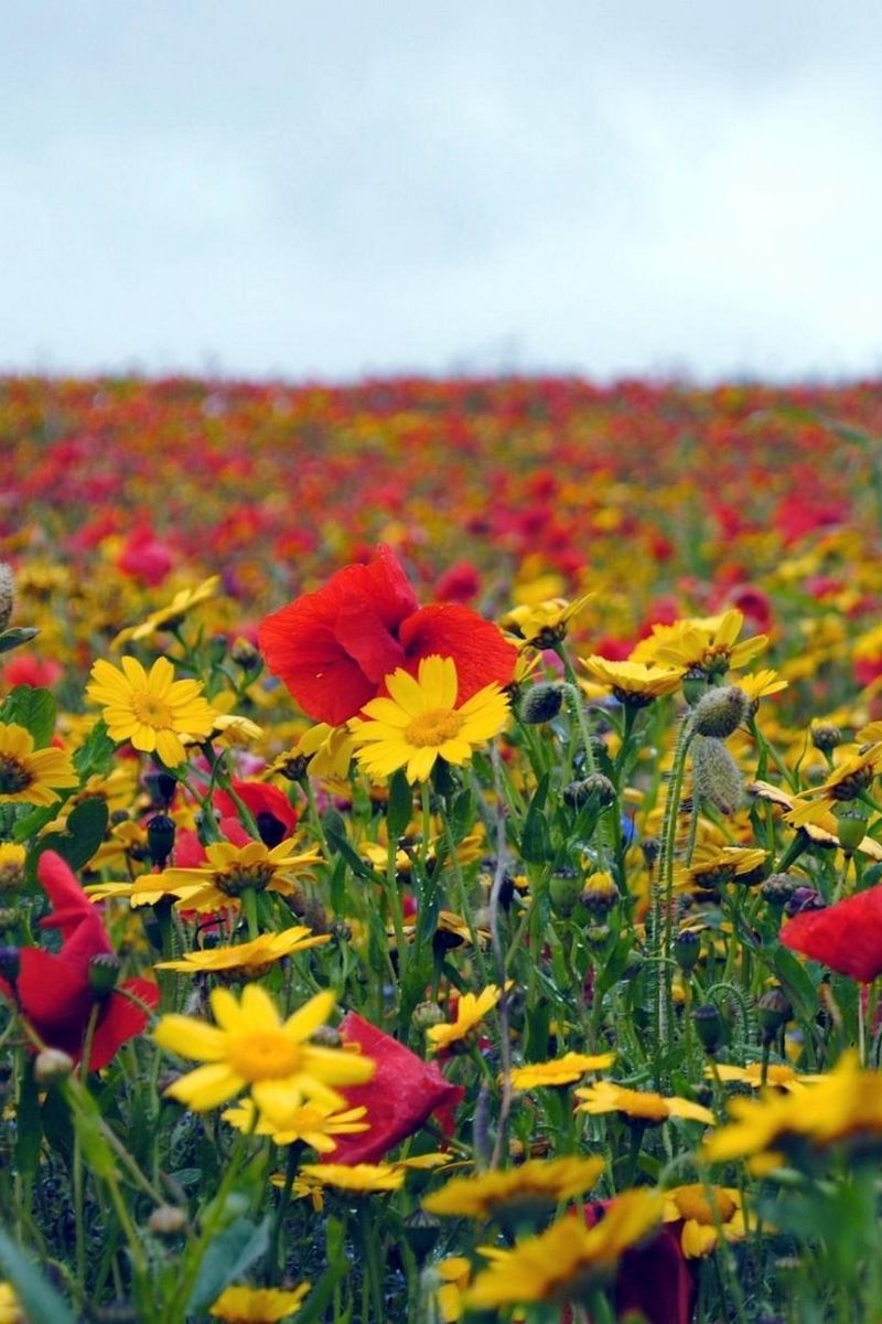 Flower Field iPhone Wallpapers Wallpaper Cave