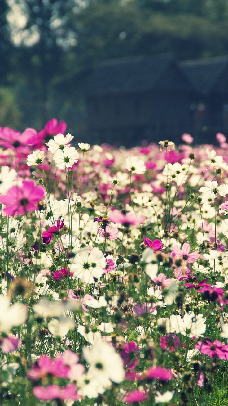 Flower Field iPhone Wallpapers Wallpaper Cave