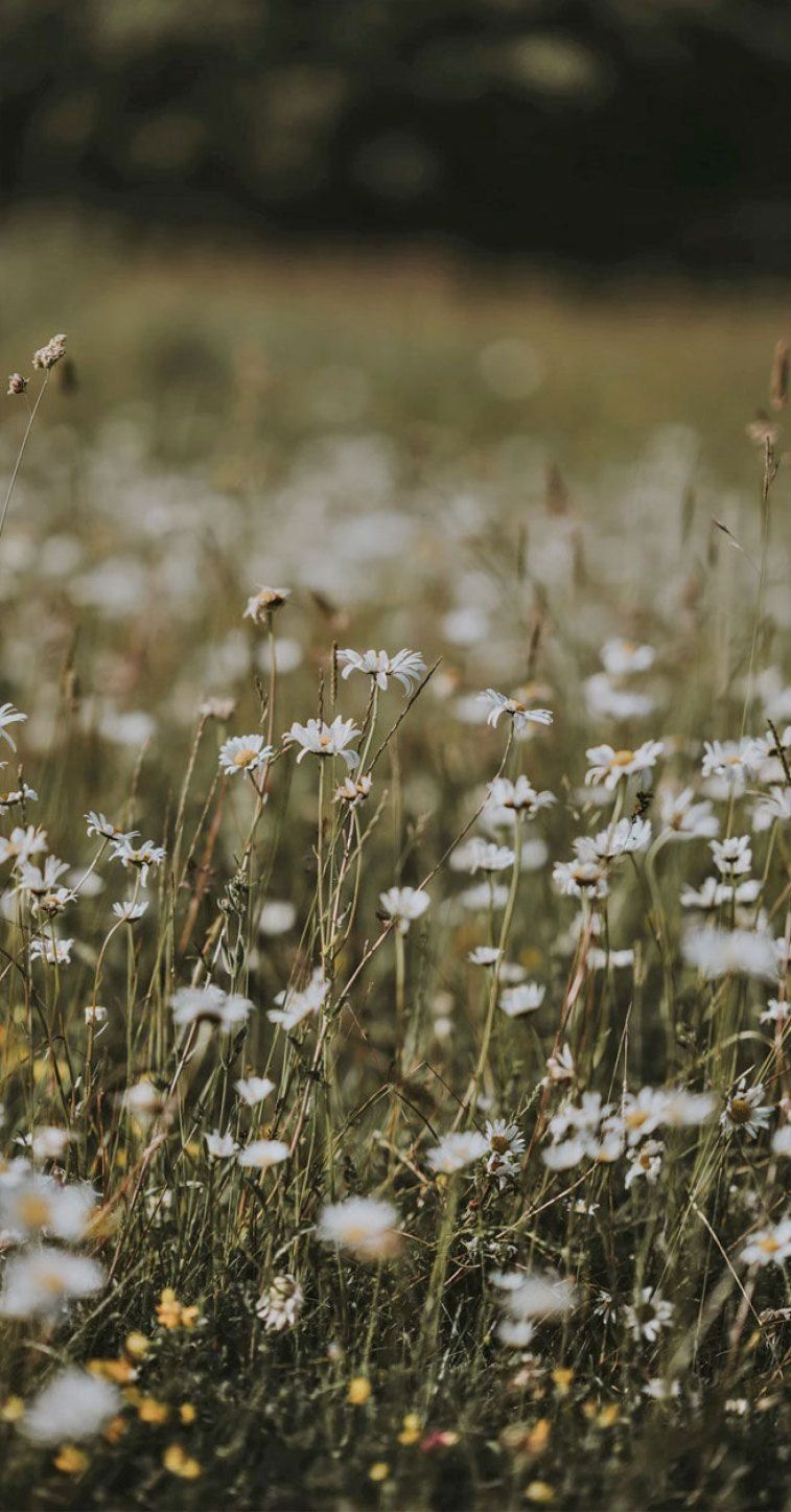 Flower Field iPhone Wallpapers Wallpaper Cave