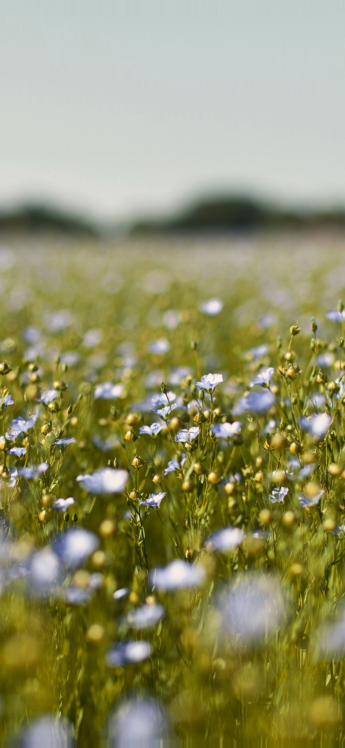 Flower Field iPhone Wallpapers Wallpaper Cave