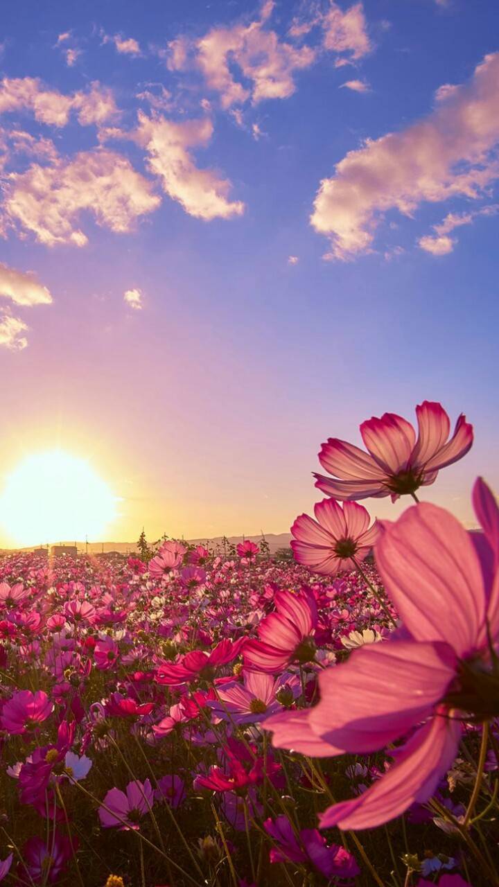 Flower Field iPhone Wallpapers Wallpaper Cave