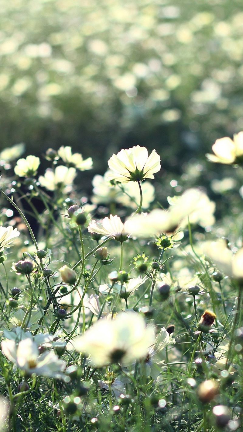 Flower Field iPhone Wallpapers Wallpaper Cave