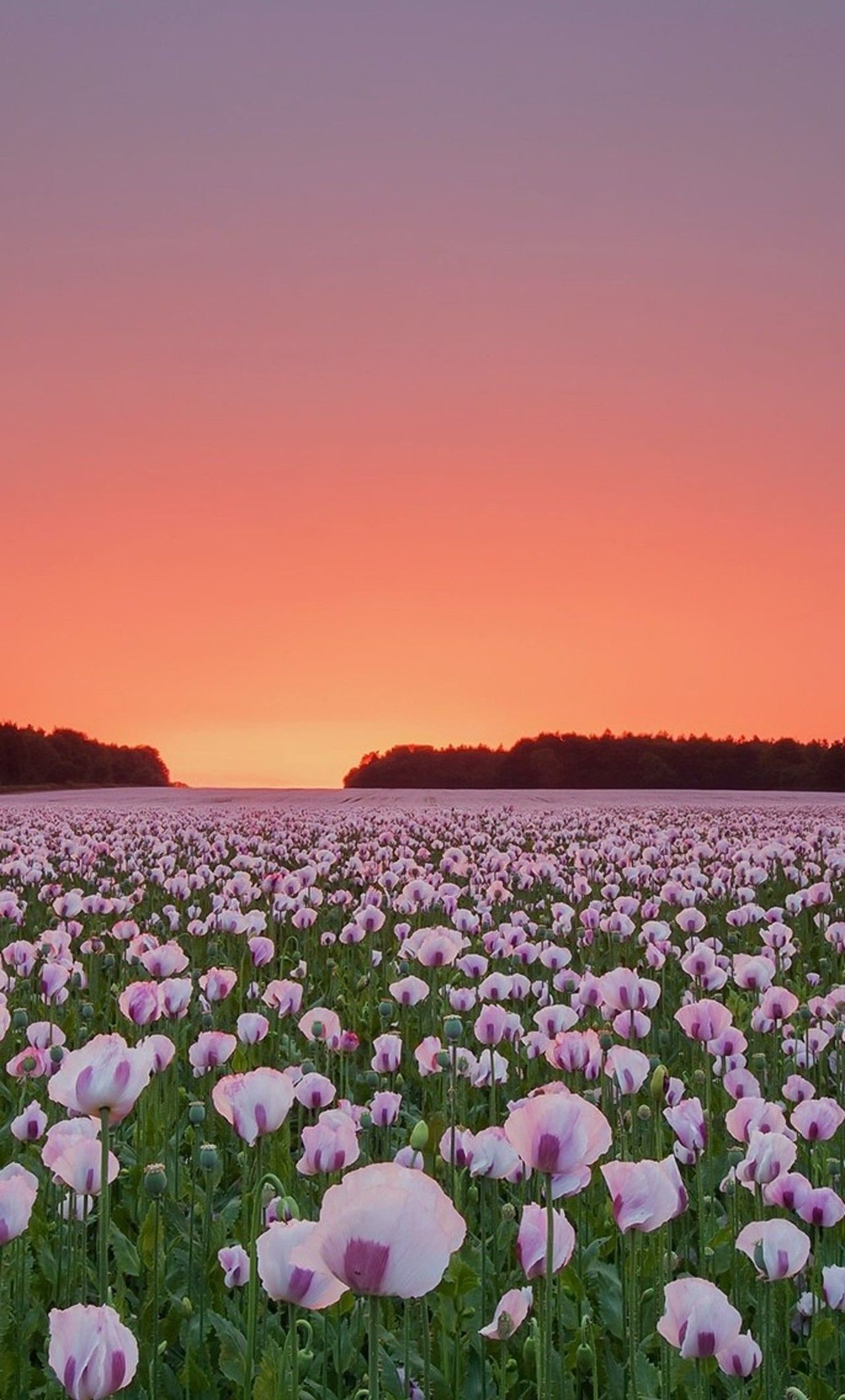Flower Fields Wallpapers Wallpaper Cave