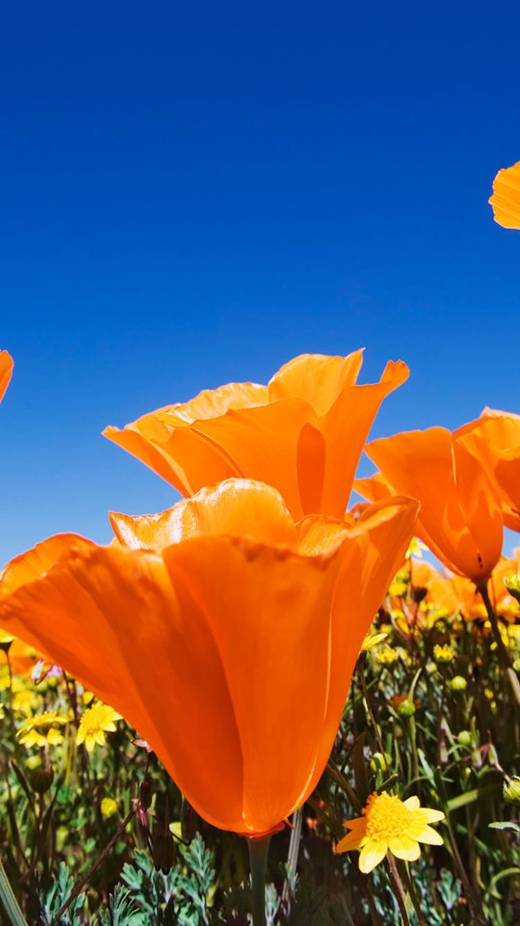 Flower Field iPhone Wallpapers Wallpaper Cave