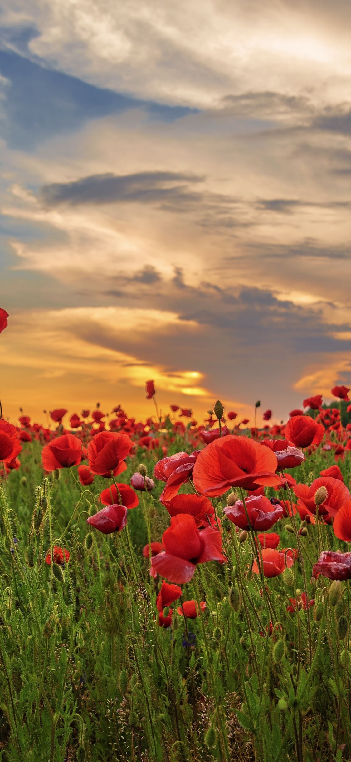 Flower Field iPhone Wallpapers Wallpaper Cave