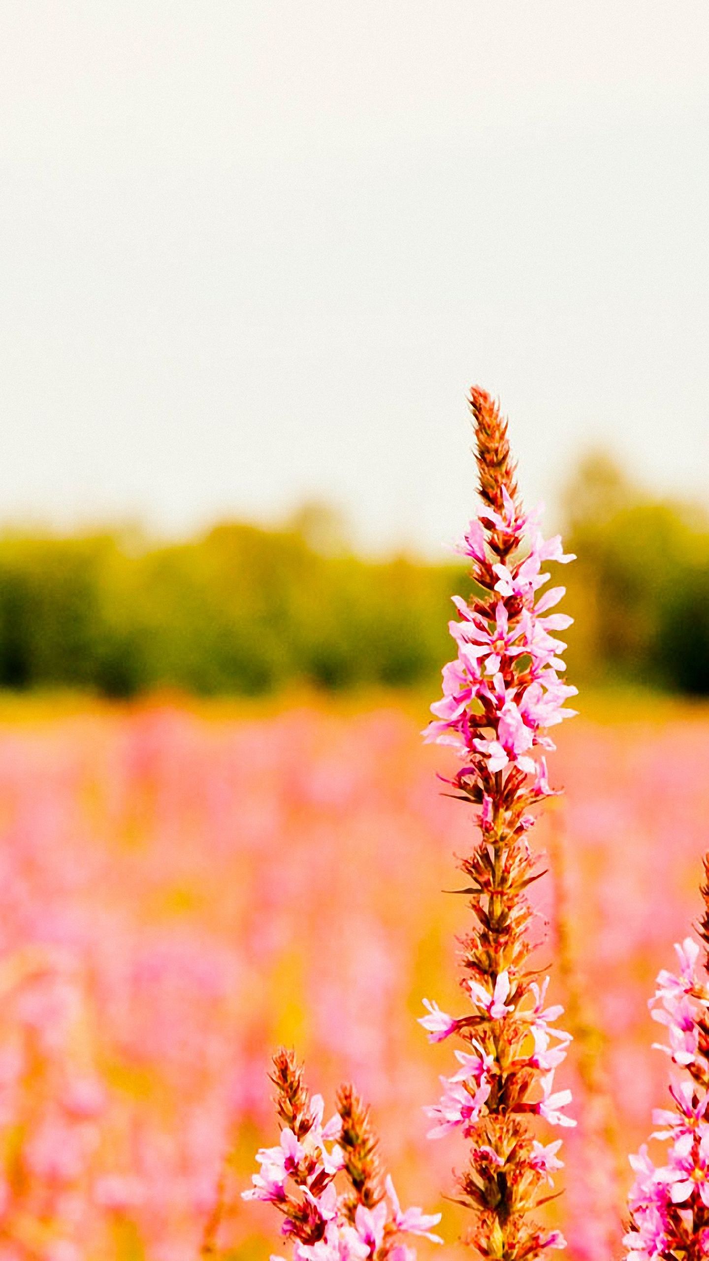 Flower Field iPhone Wallpapers Wallpaper Cave