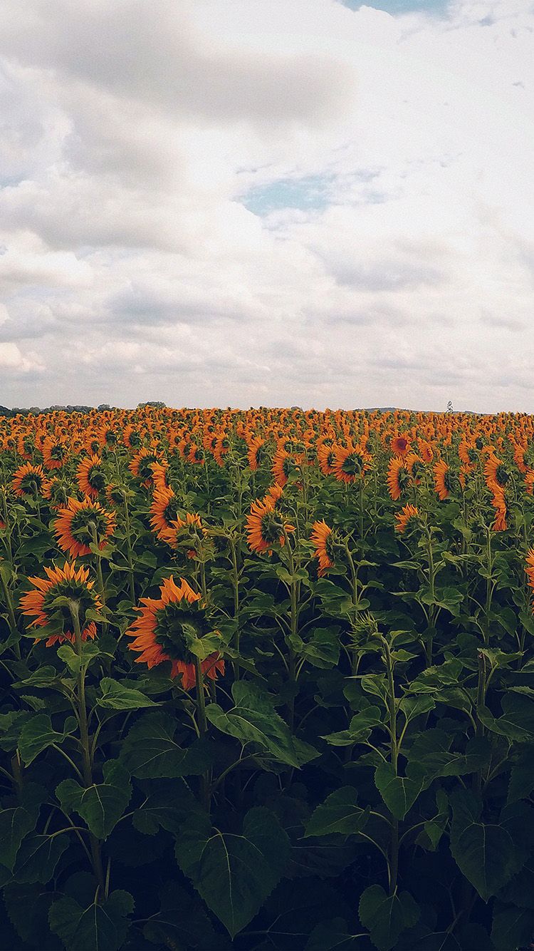 Flower Field iPhone Wallpapers Wallpaper Cave