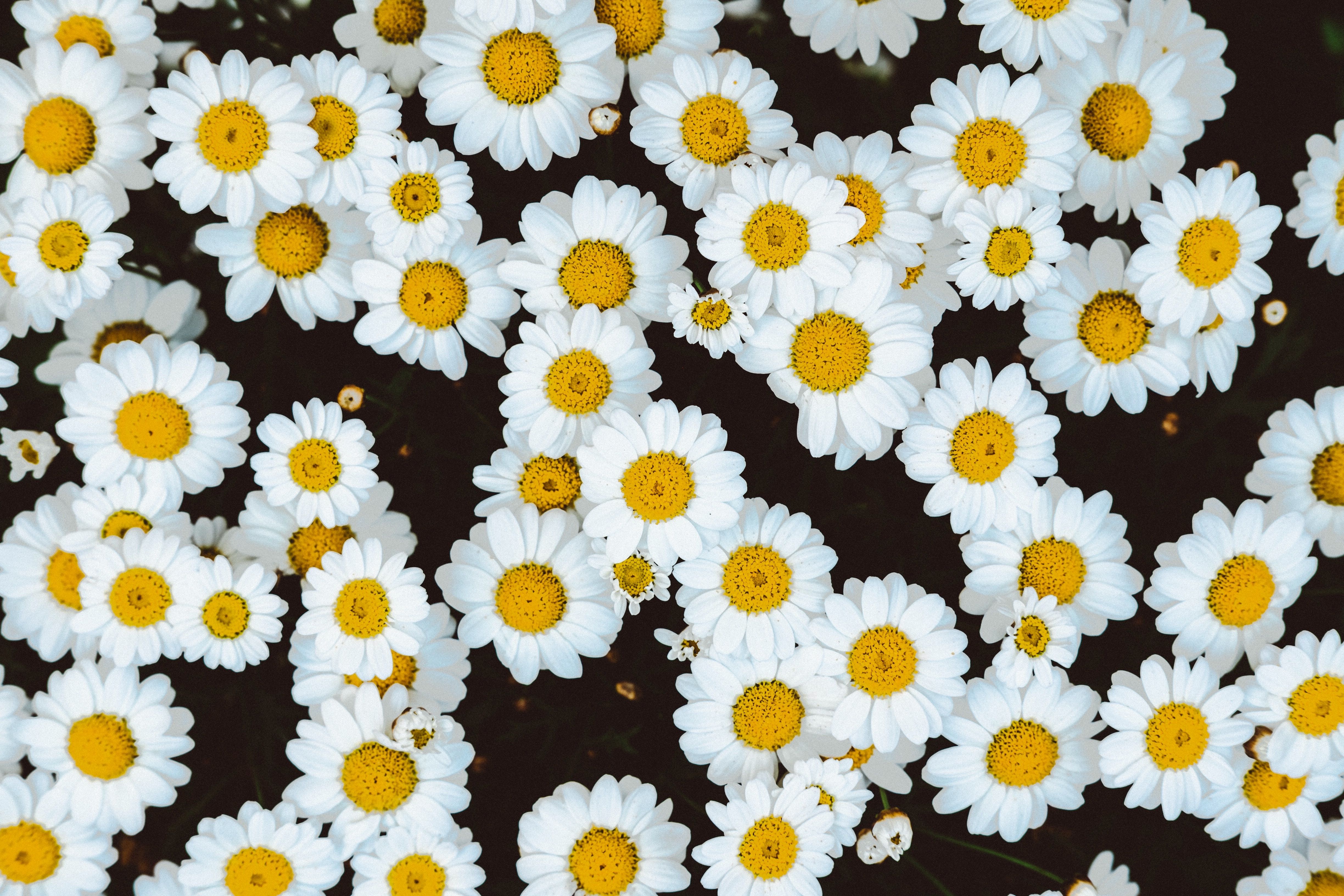 White And Yellow Flowers Wallpapers Wallpaper Cave