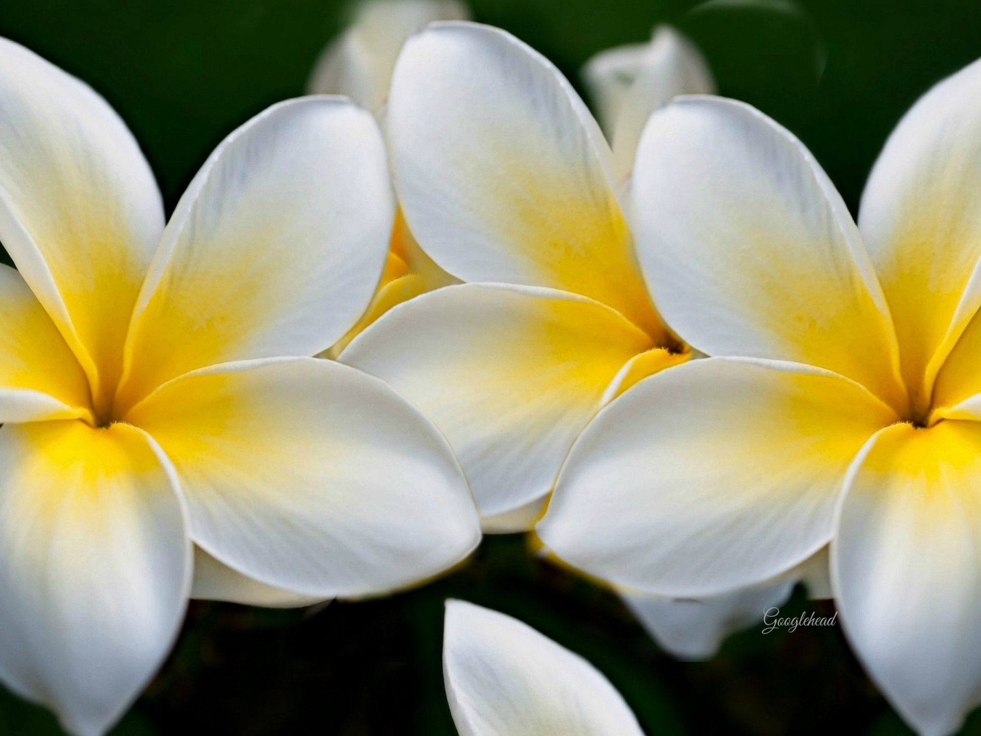 White And Yellow Flowers Wallpapers Wallpaper Cave