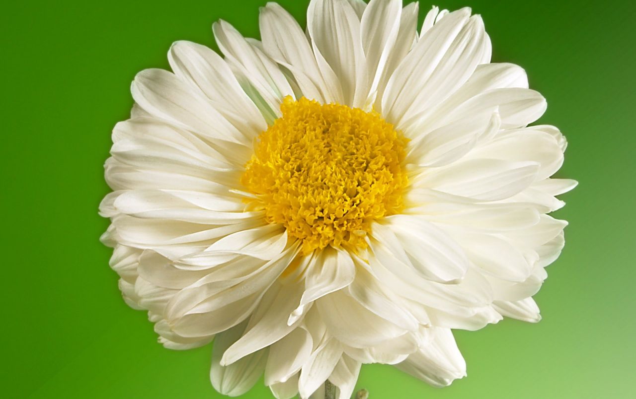 White And Yellow Flowers Wallpapers Wallpaper Cave
