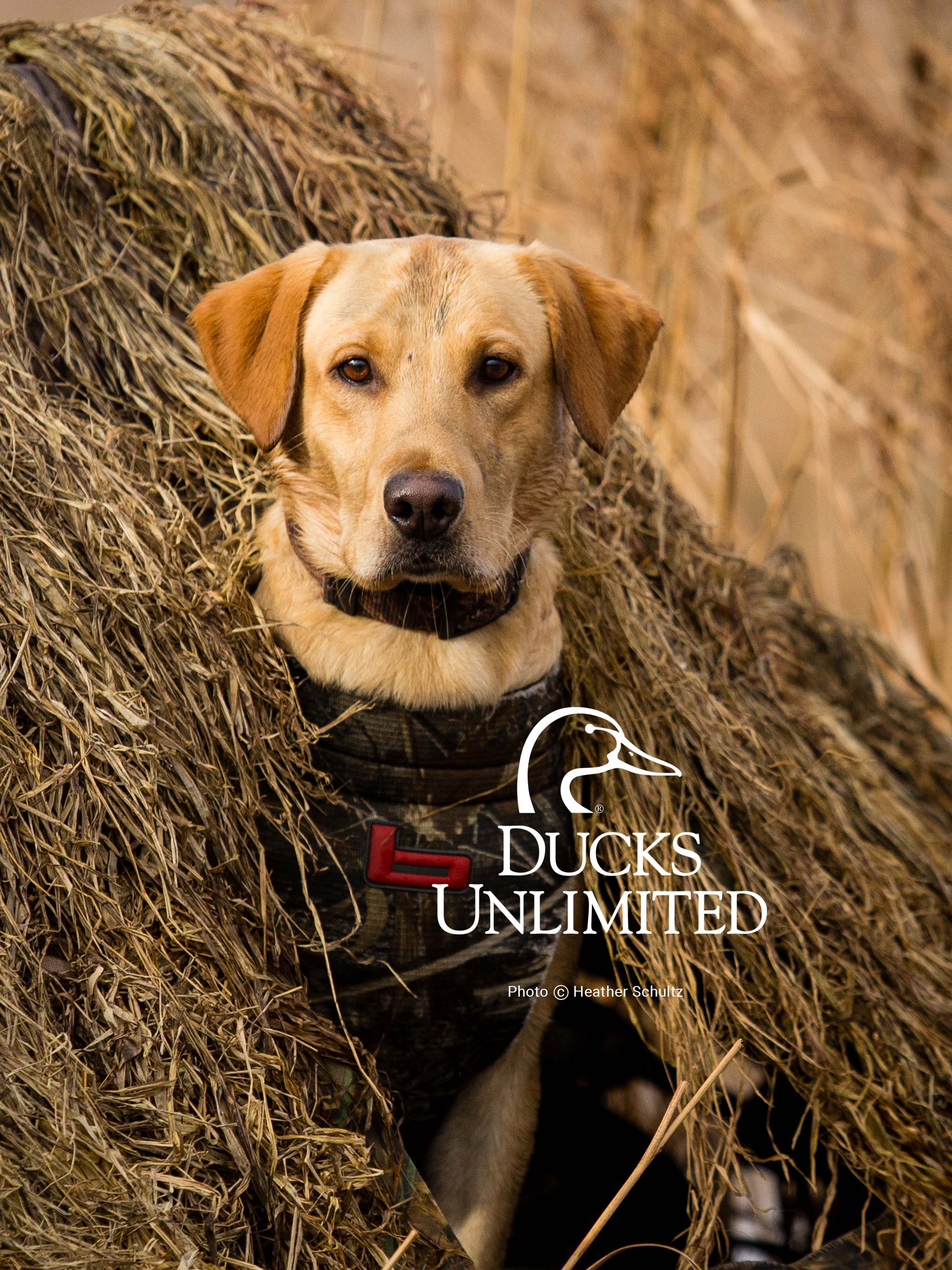 Ducks Unlimited Dogs Wallpaper