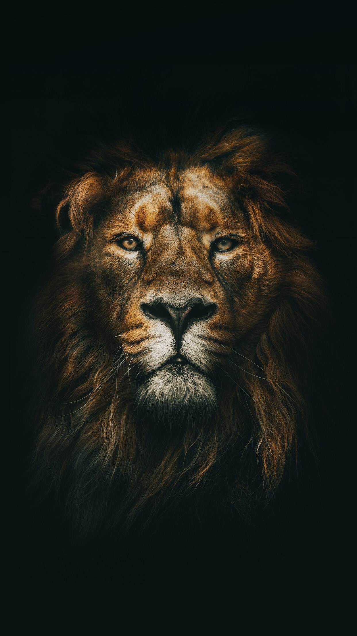 Lion iPhone Wallpapers Wallpaper Cave