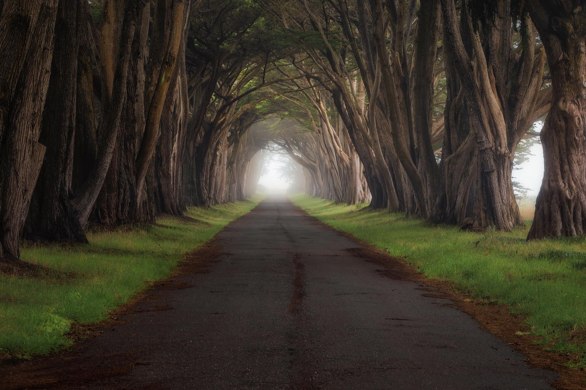 Trees Along The Road Wallpapers Wallpaper Cave