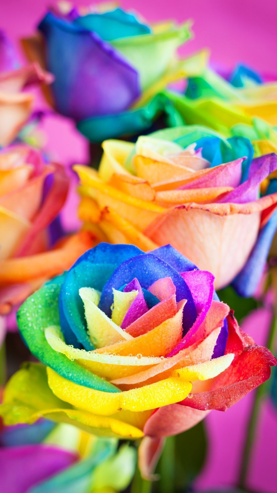 Colorful Roses Wallpapers Wallpaper Cave