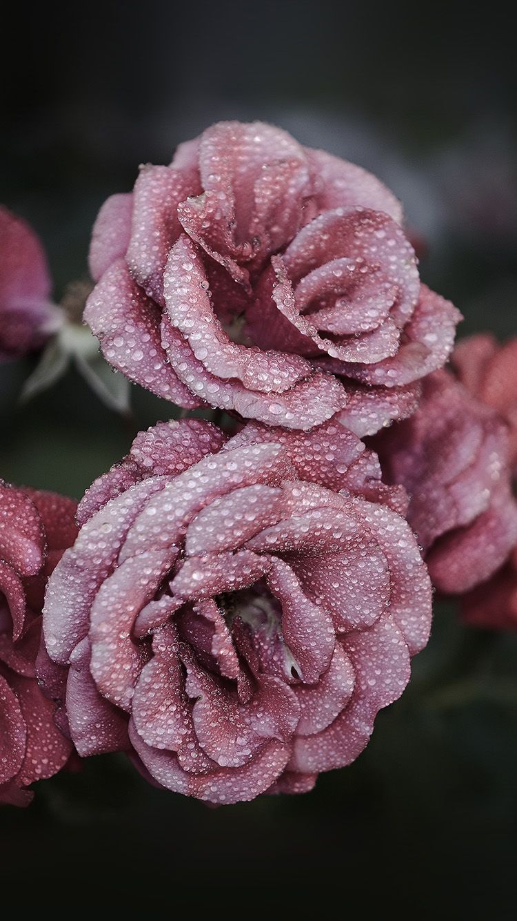 Rose Gold Blue iPhone Wallpapers Wallpaper Cave