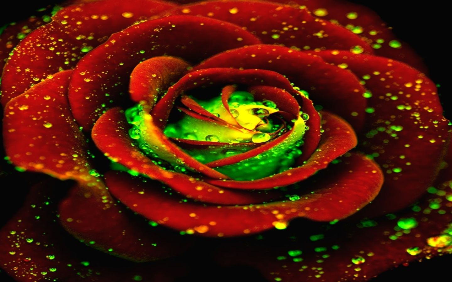 Colorful Roses Wallpapers Wallpaper Cave