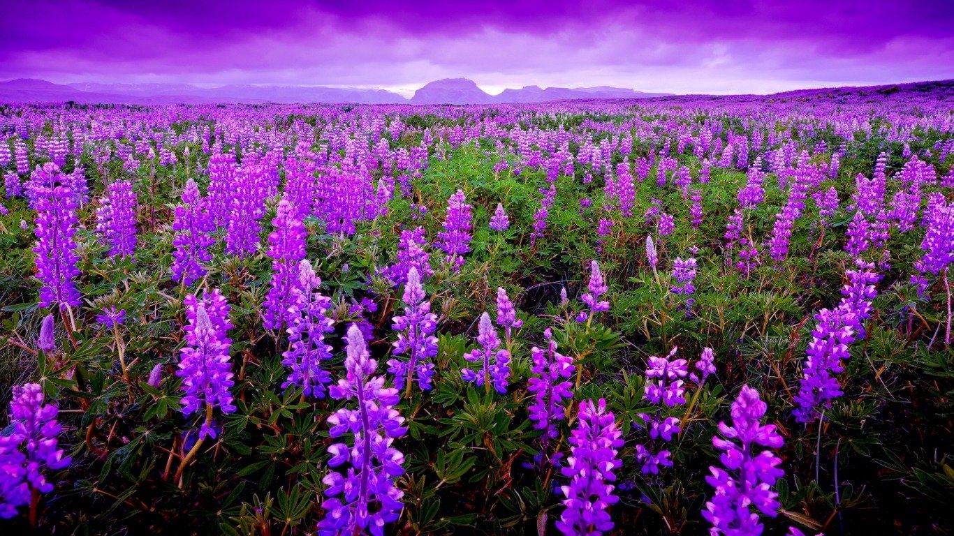 Field Lupine Flowers Wallpapers Wallpaper Cave