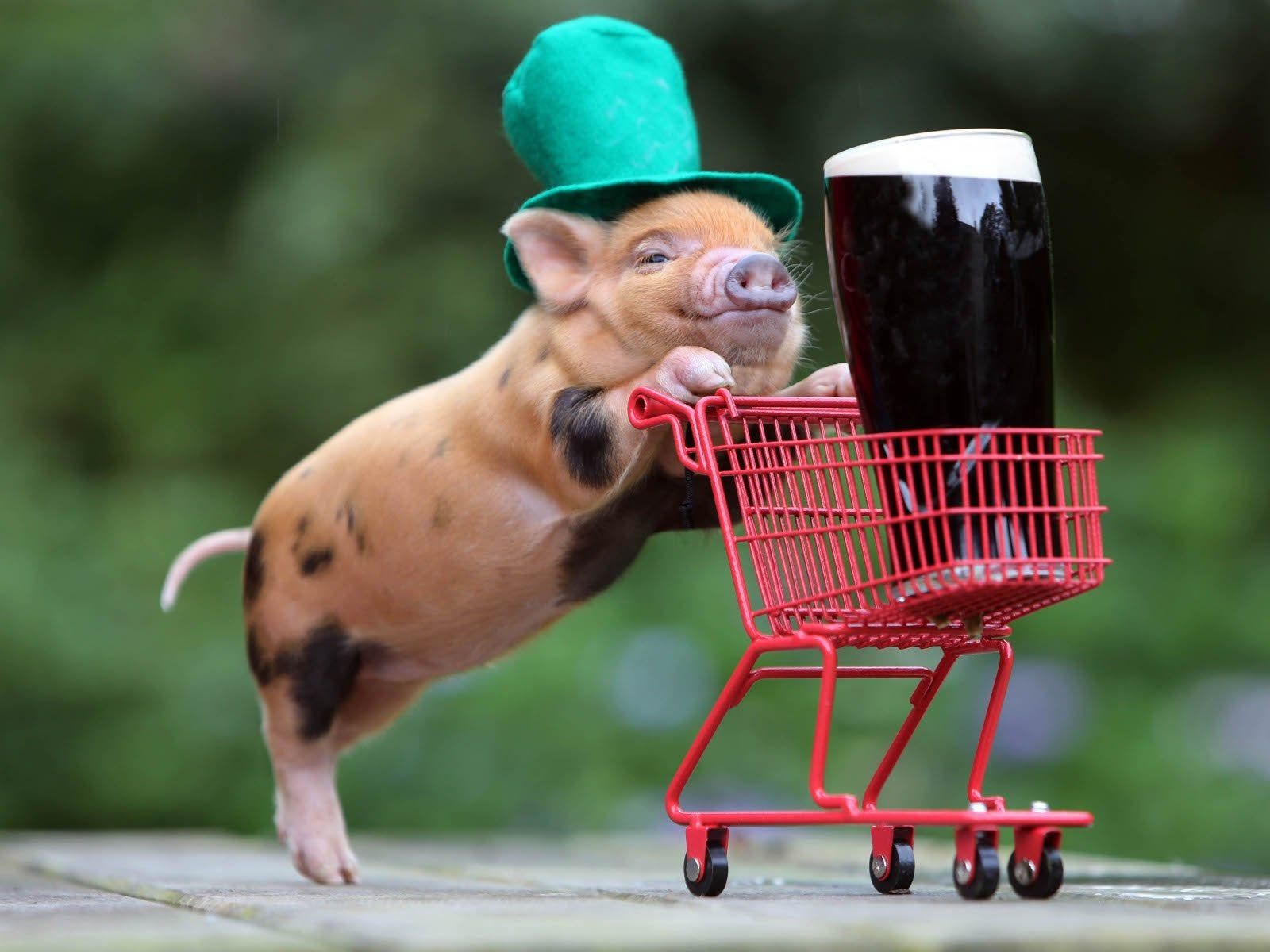 St Patrick's Day Puppies Wallpapers Wallpaper Cave