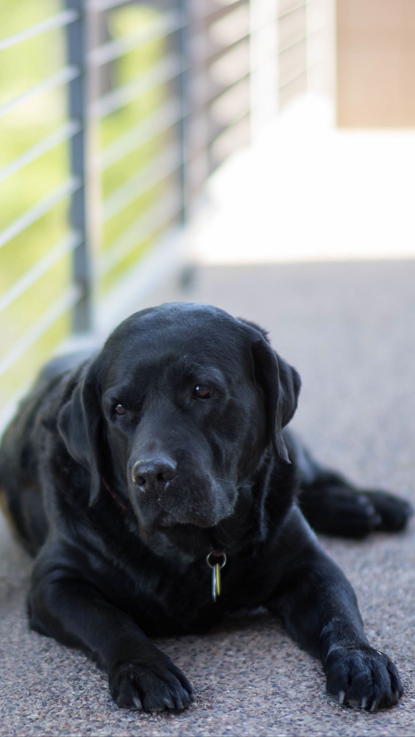 Black Lab Dog Wallpapers Wallpaper Cave