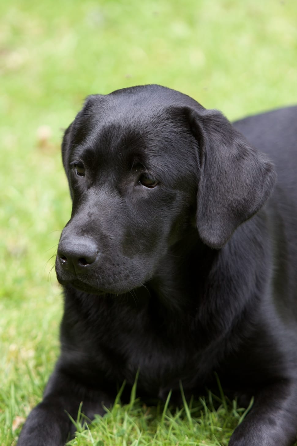 Black Lab Dog Wallpapers Wallpaper Cave