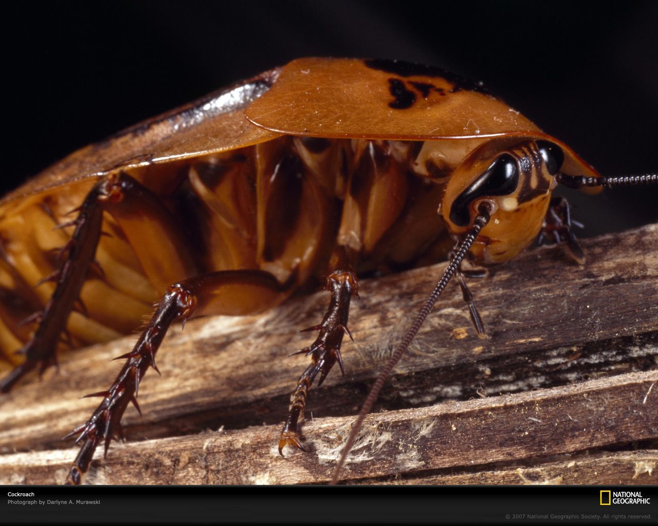 Cockroach Wallpapers Wallpaper Cave
