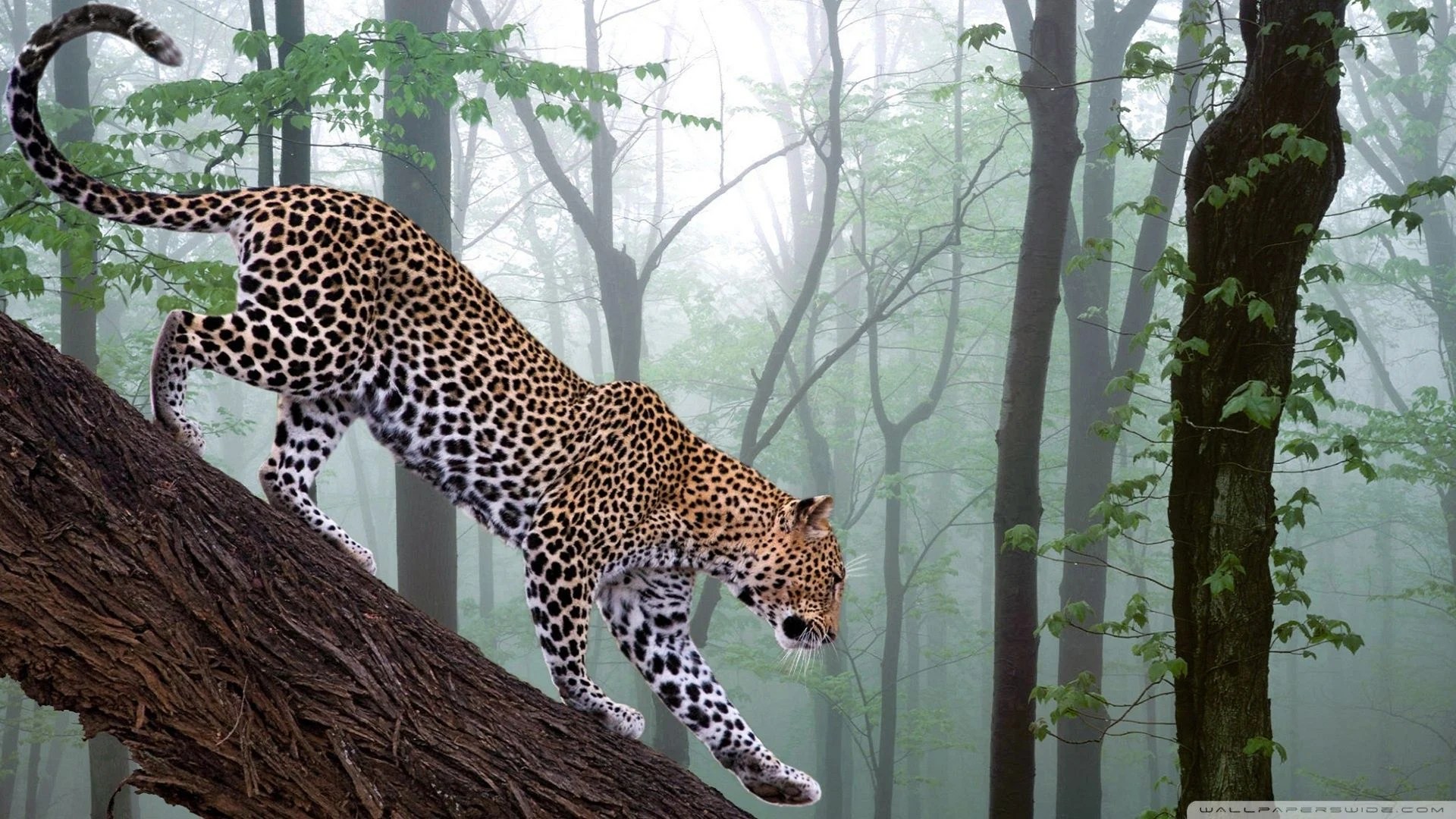 Leopard Jungle Wallpapers Wallpaper Cave