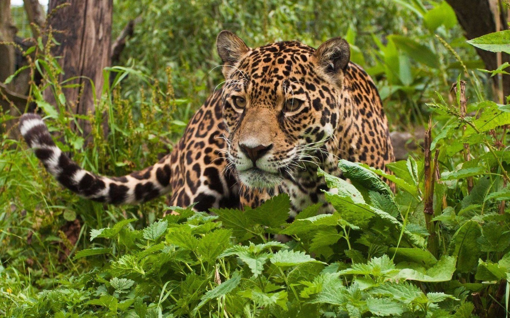Leopard Jungle Wallpapers Wallpaper Cave