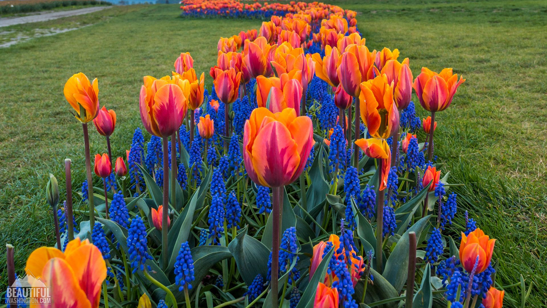 La Conner Daffodil Festival Washington Wallpapers Wallpaper Cave