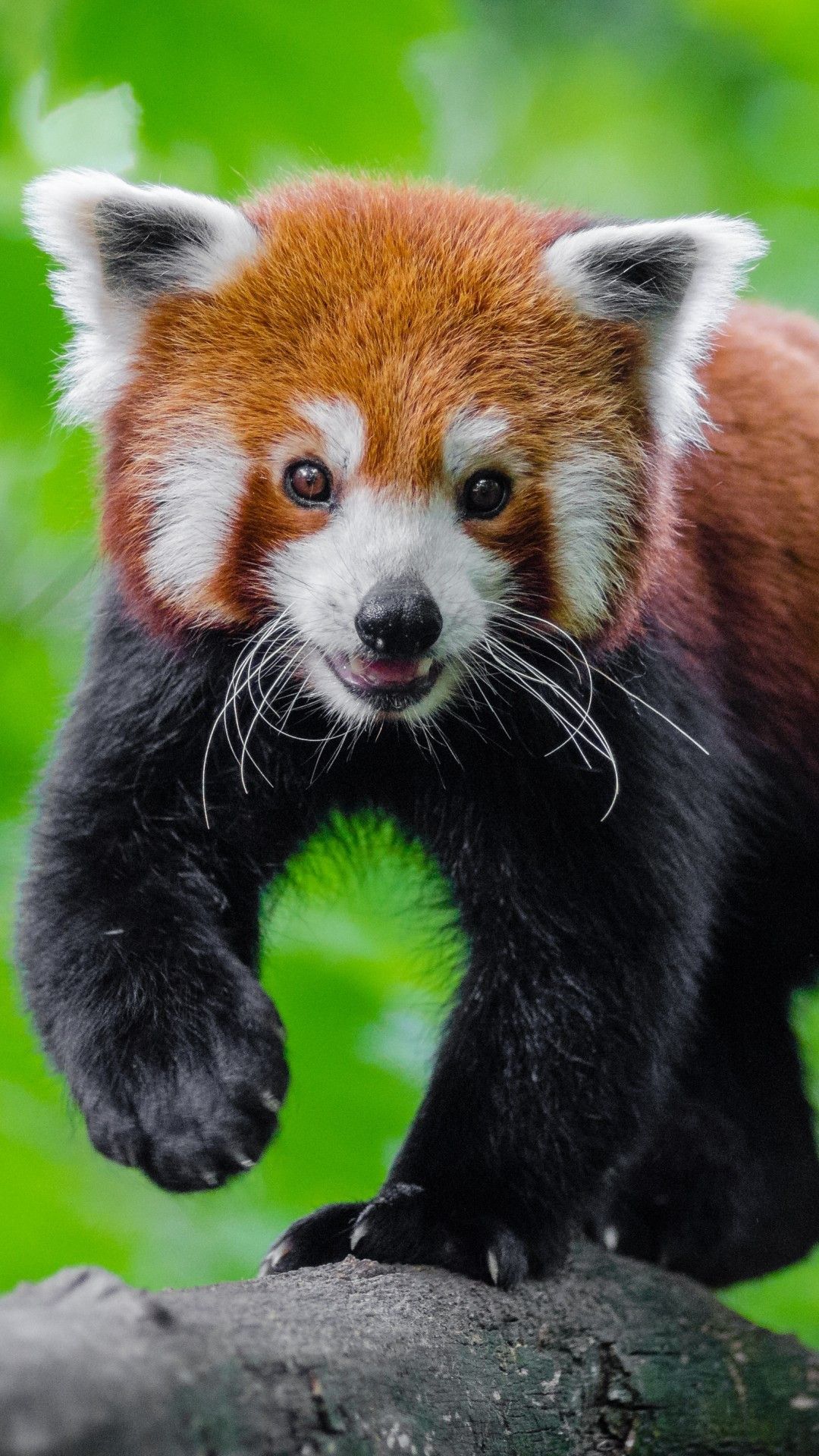 Red Panda Phone Wallpapers Wallpaper Cave