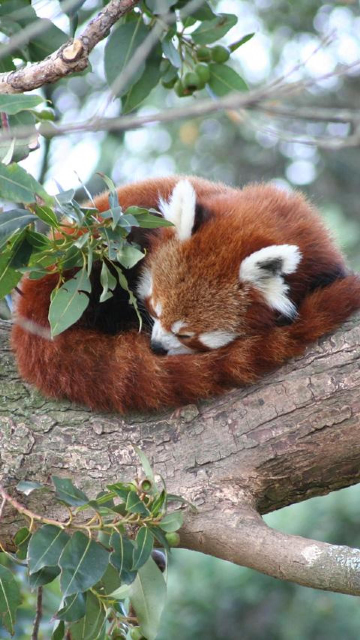 Red Panda Phone Wallpapers Wallpaper Cave