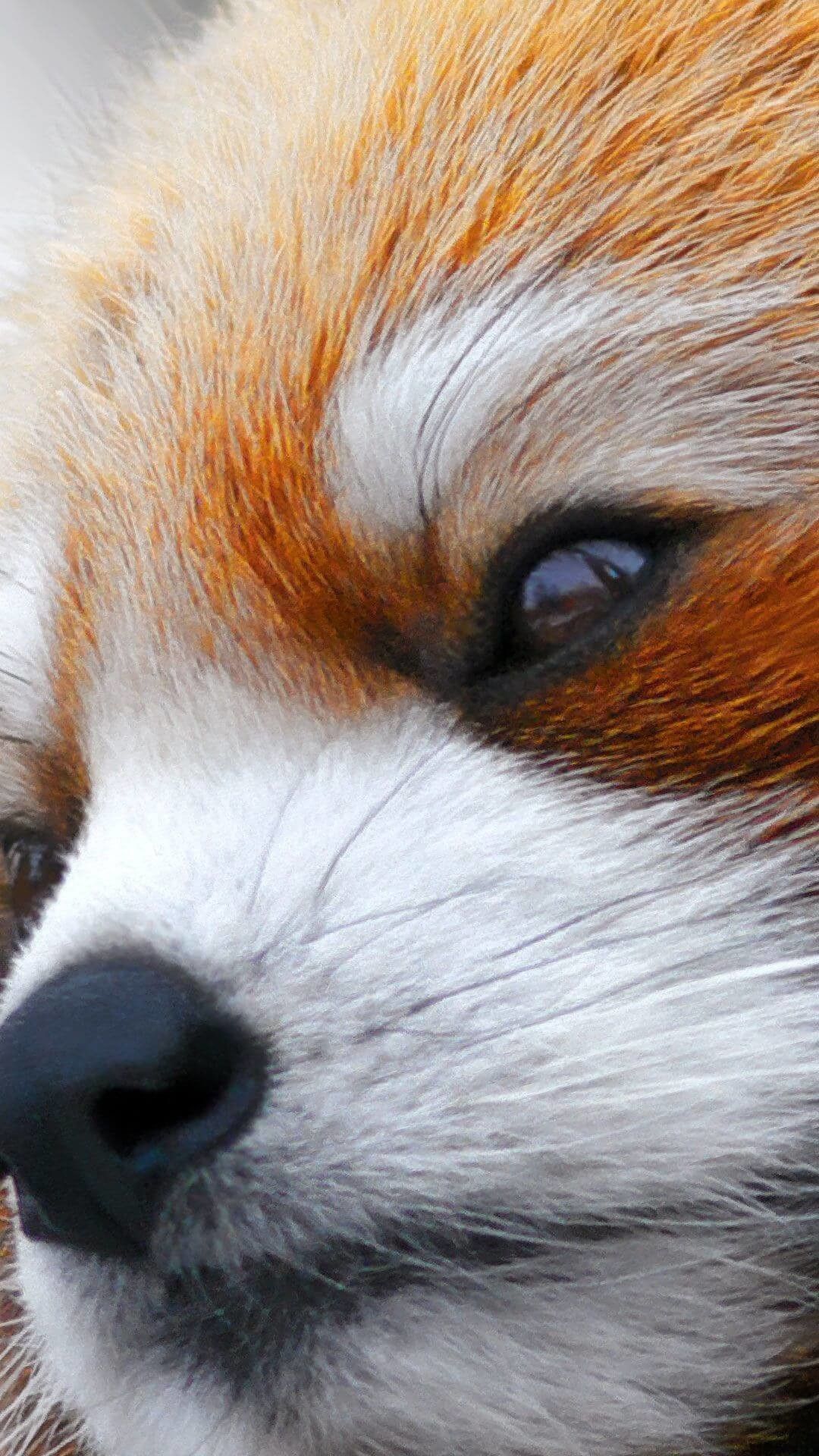 Red Panda Phone Wallpapers Wallpaper Cave