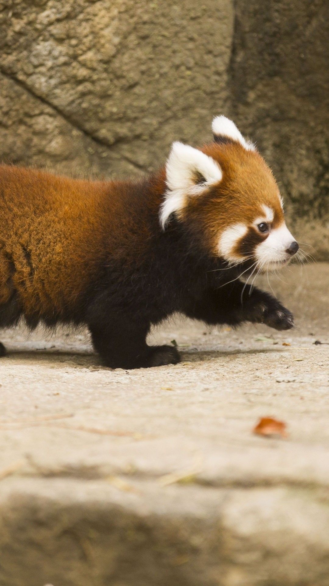 Red Panda Phone Wallpapers Wallpaper Cave