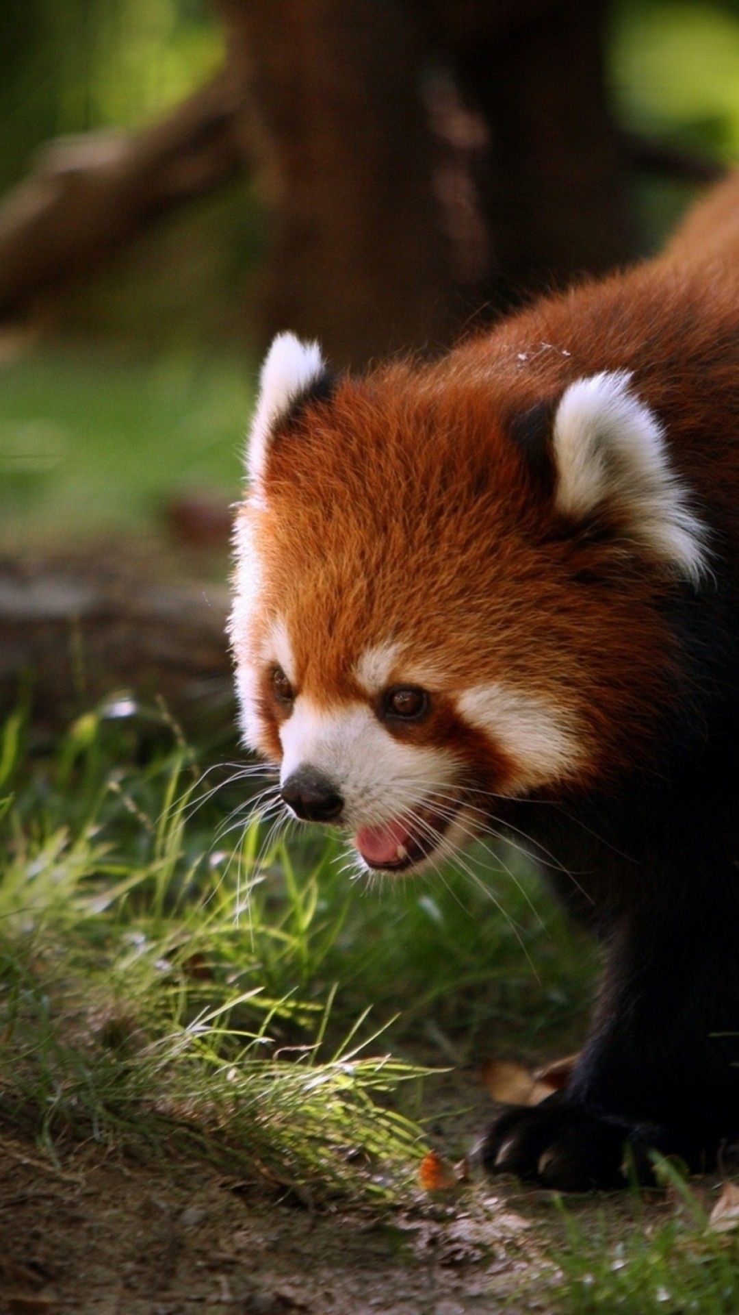 Red Panda Phone Wallpapers Wallpaper Cave