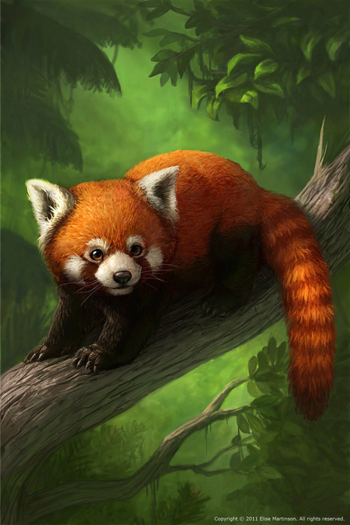 Red Panda Phone Wallpapers Wallpaper Cave