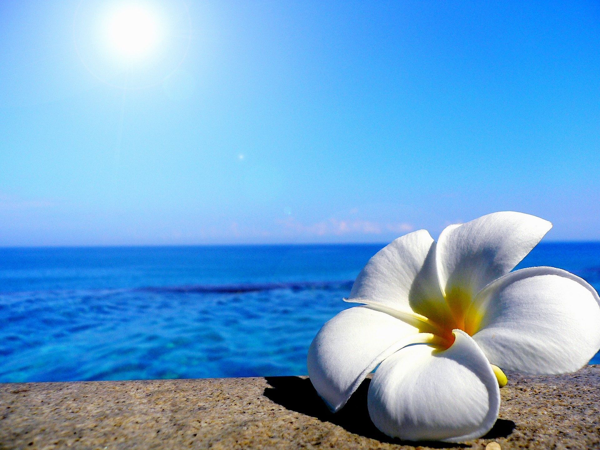 Beach Flowers Wallpapers Wallpaper Cave