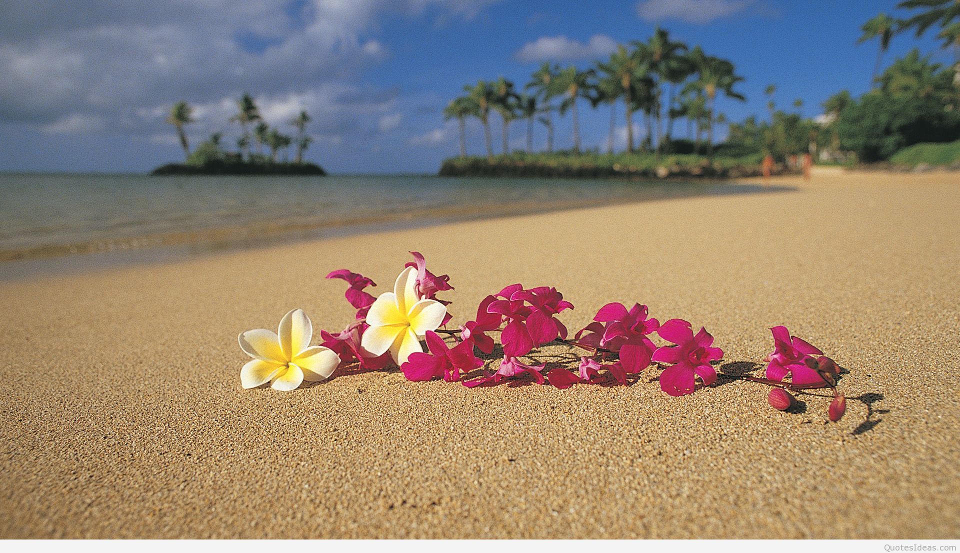 Beach Flowers Wallpapers Wallpaper Cave