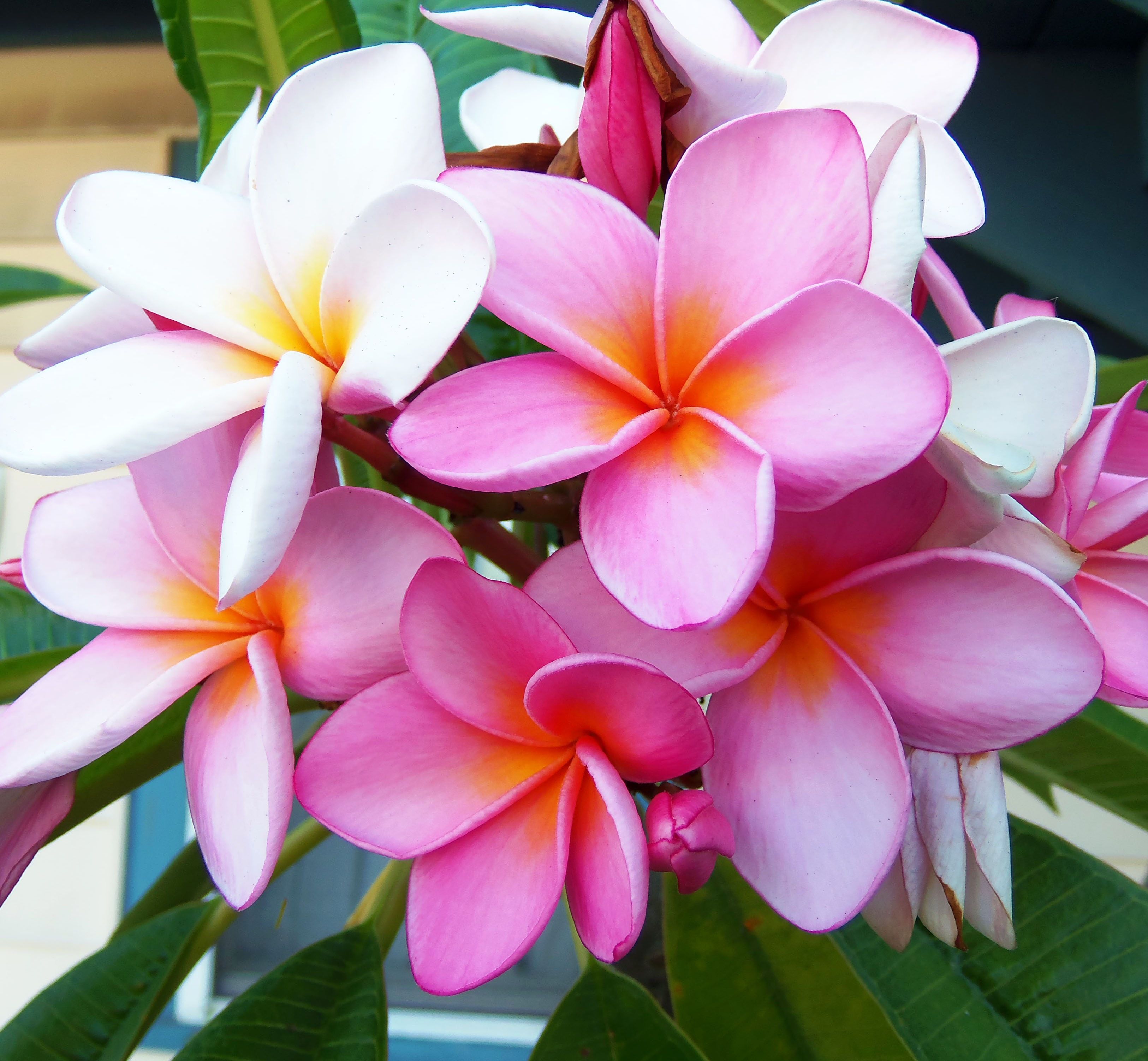 Beach Flowers Wallpapers Wallpaper Cave