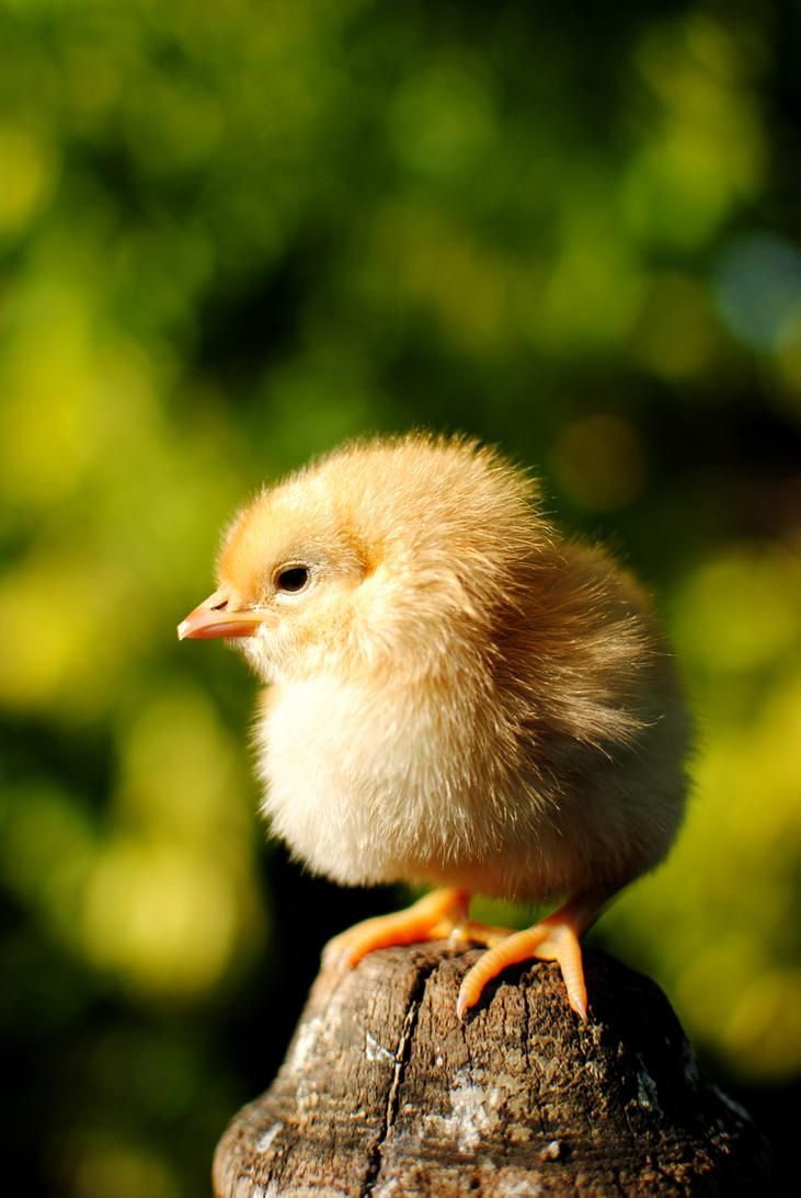 Baby Chicken Wallpapers Wallpaper Cave