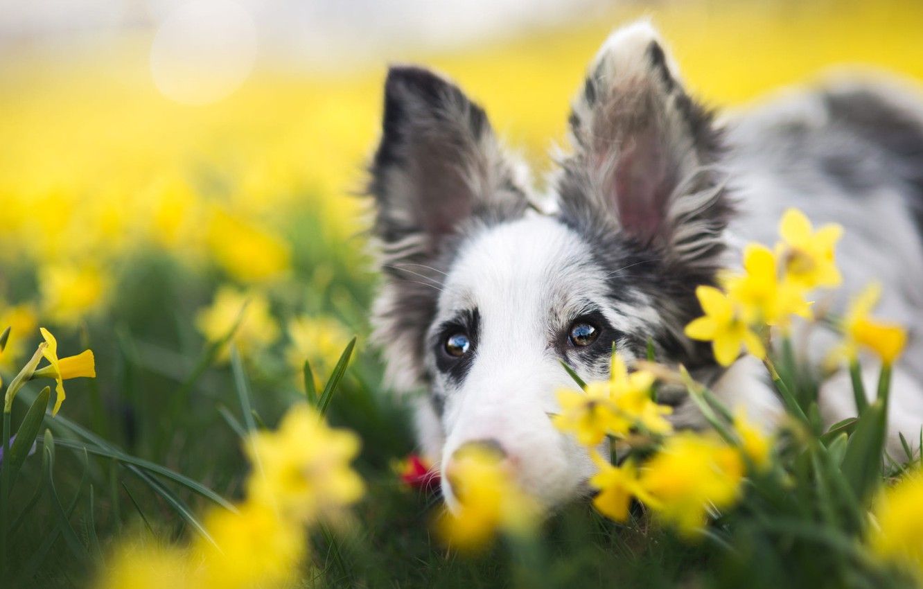 Puppy In Spring Wallpapers Wallpaper Cave