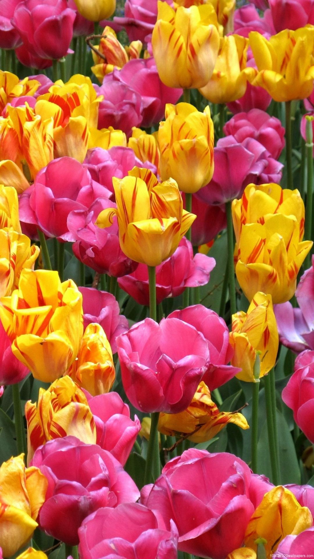 Colourful Flowers Wallpaper For Android Phone Best Flower Site