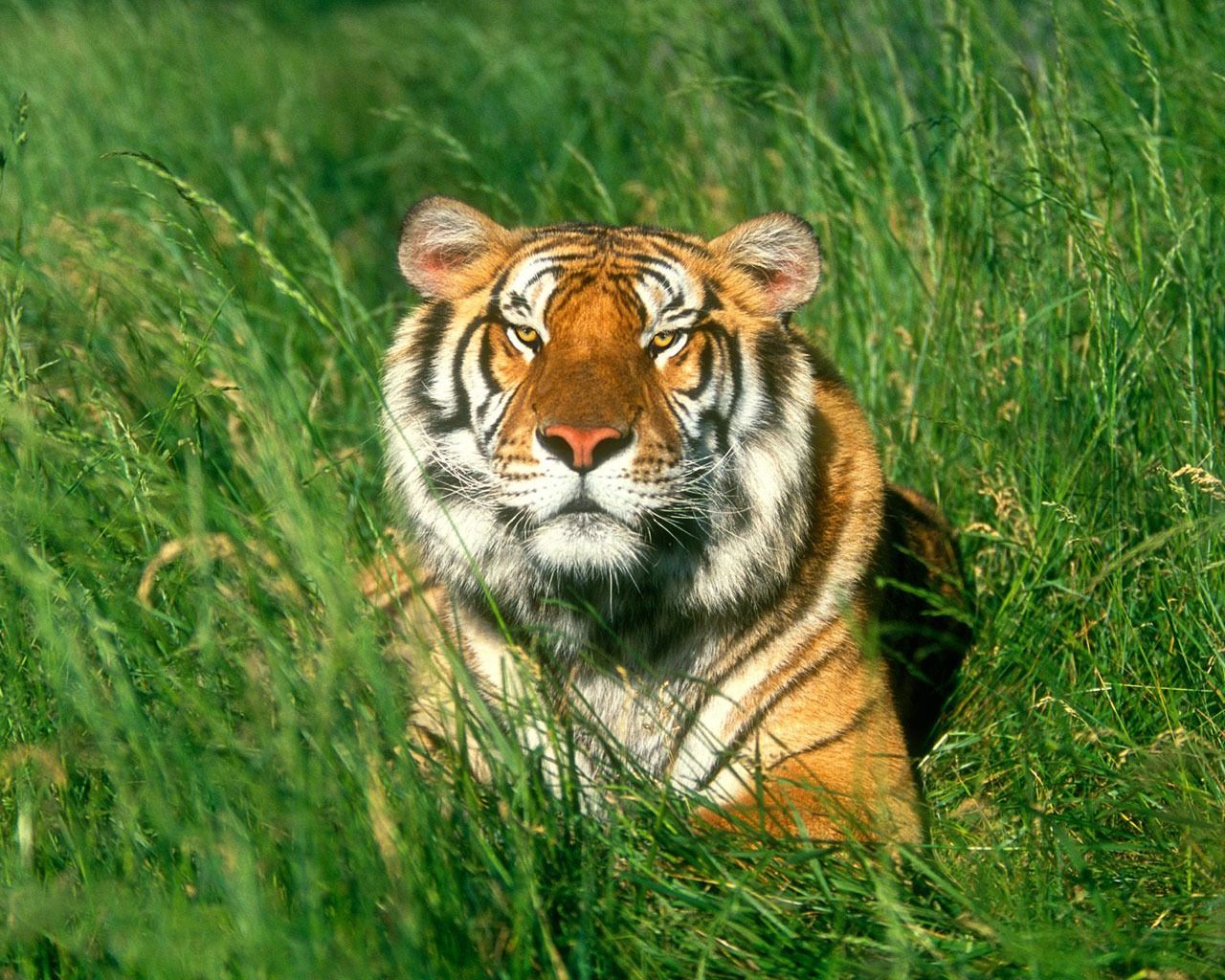 Relaxing Tiger Wallpapers Wallpaper Cave