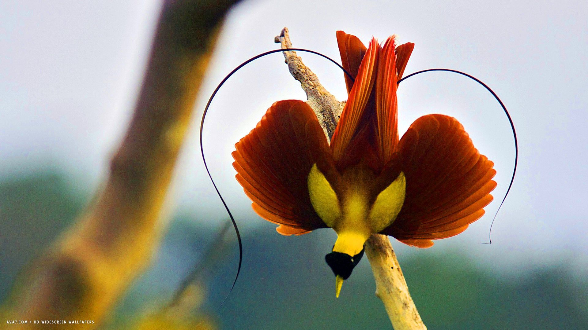 Birds Of Paradise HD Wallpapers Wallpaper Cave