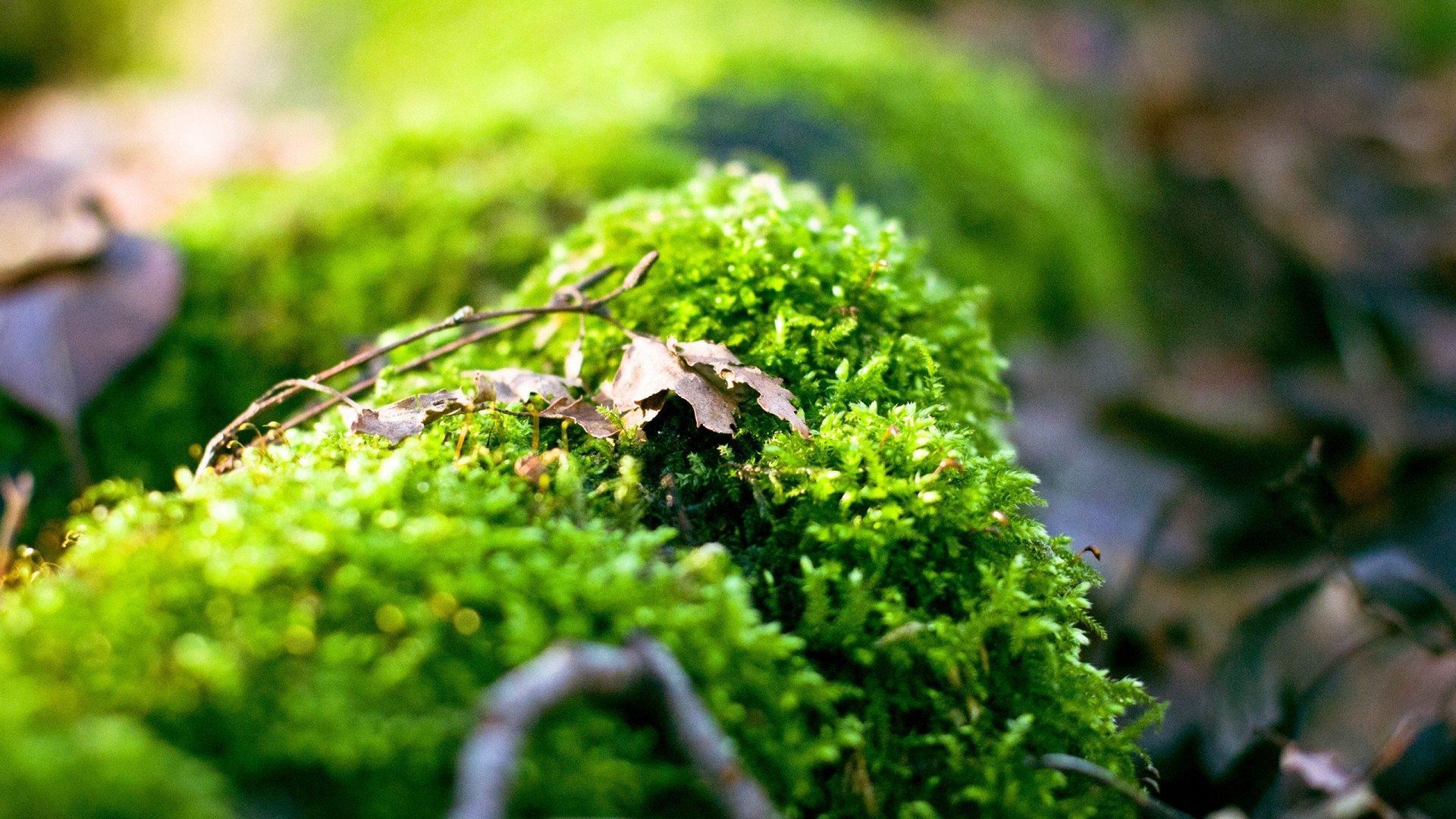 Moss Wallpapers Wallpaper Cave