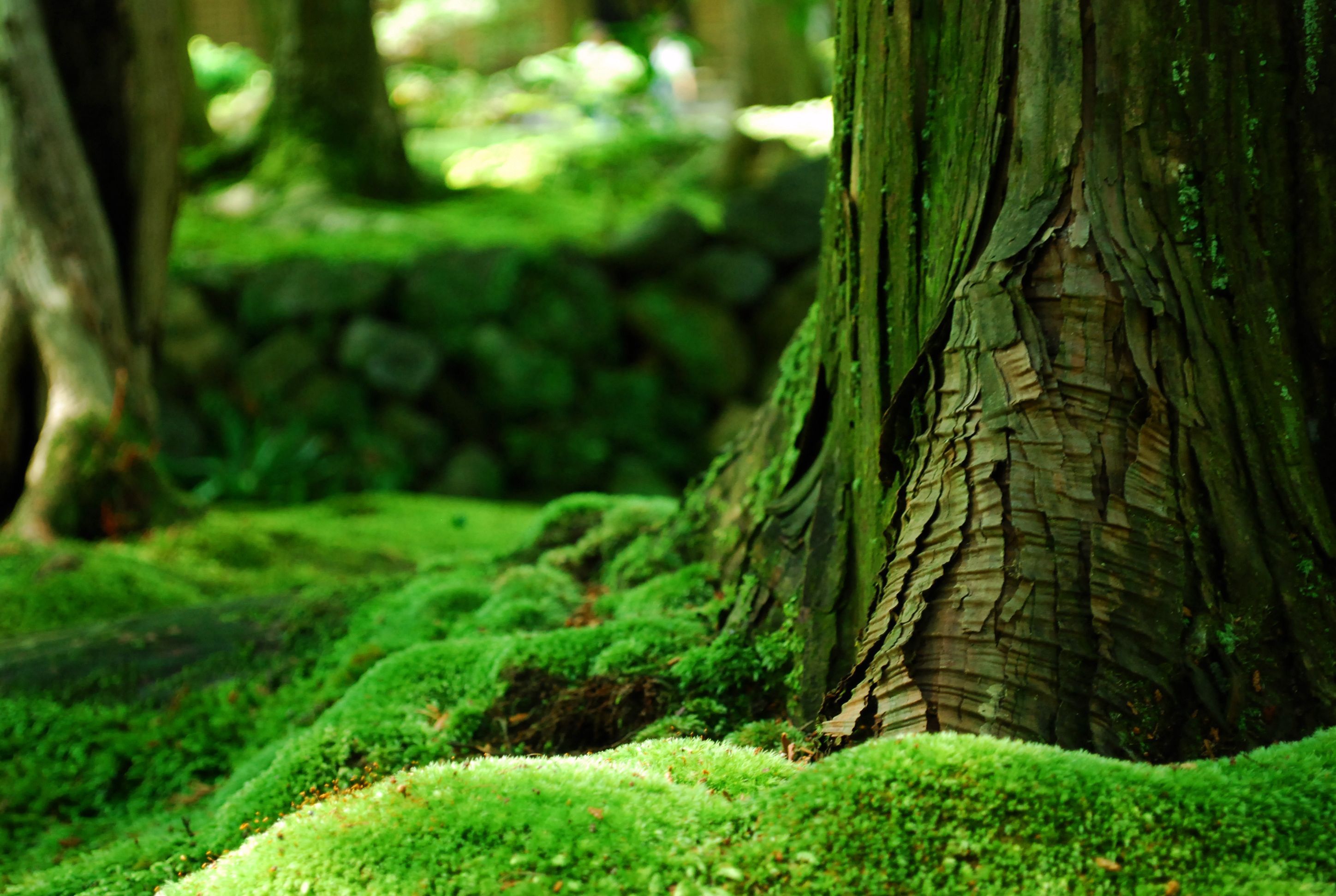 Moss Wallpapers Wallpaper Cave