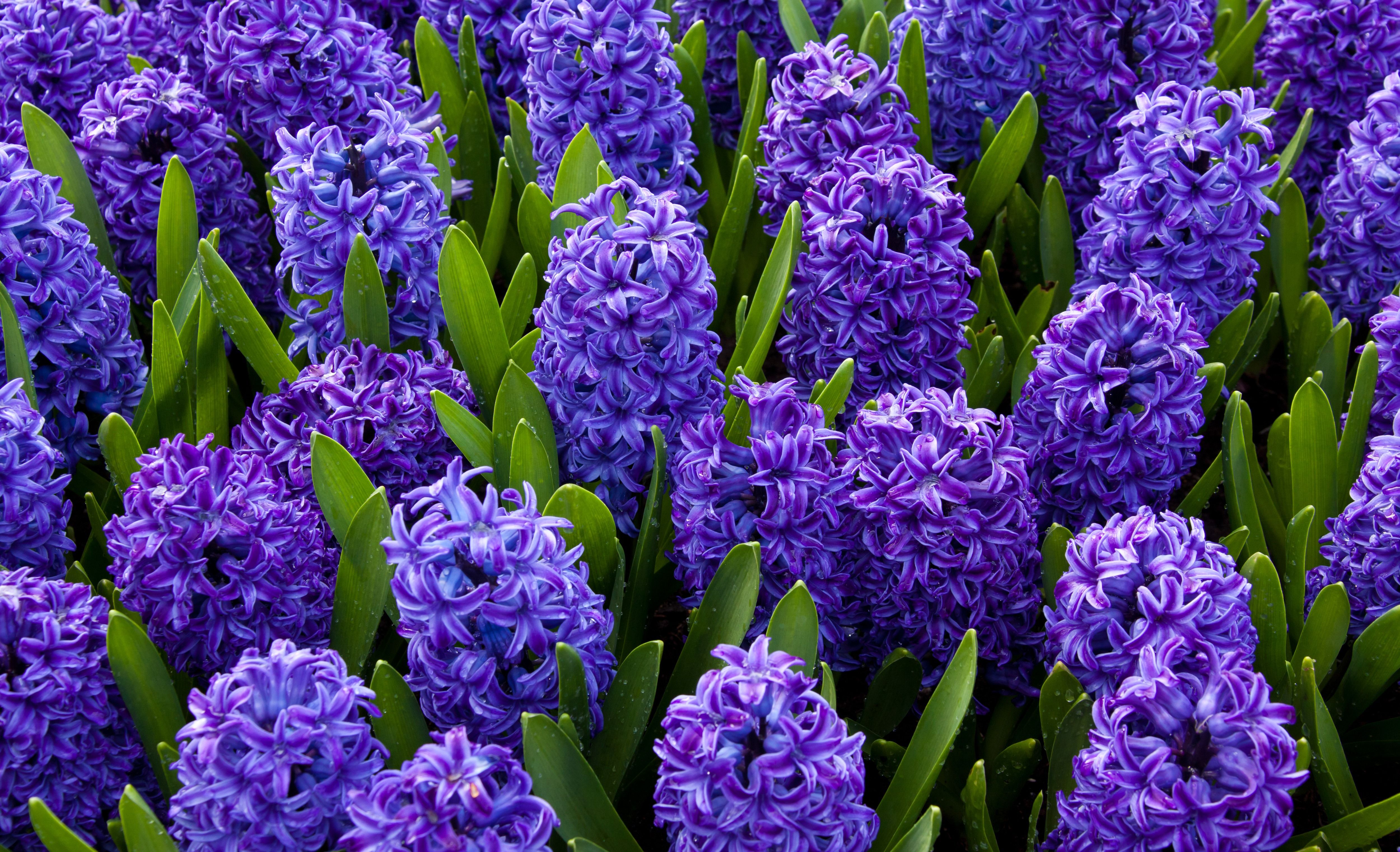 Violet Hyacinths Flowers Wallpapers Wallpaper Cave