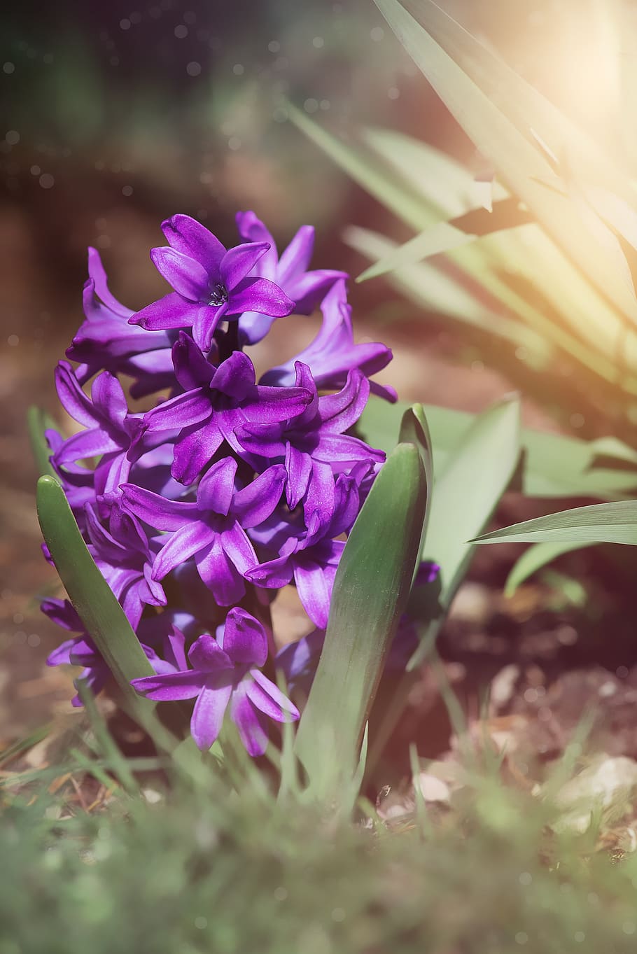 Violet Hyacinths Flowers Wallpapers Wallpaper Cave